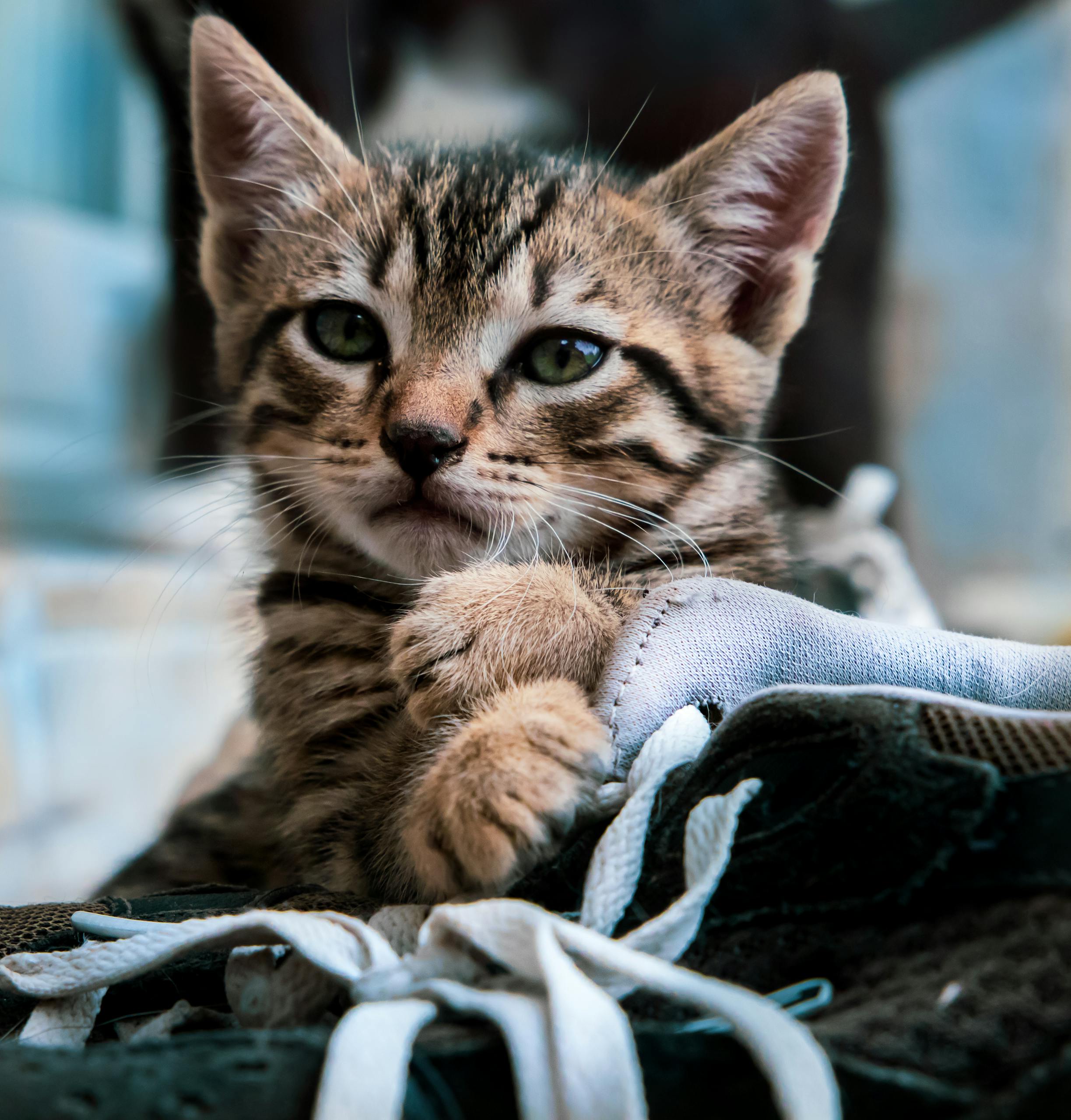 Крутые коты в тапочках!